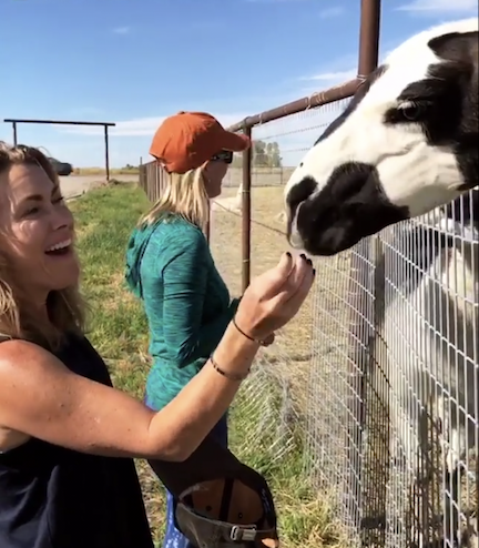 Commerce employees feed an animal.