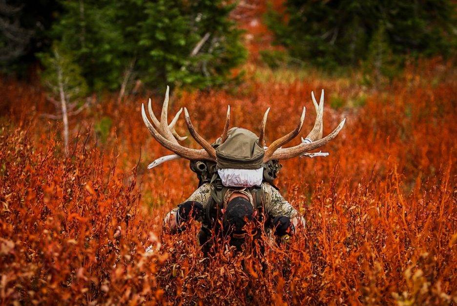 A hunter scaling a hillside with an elk harvest. 