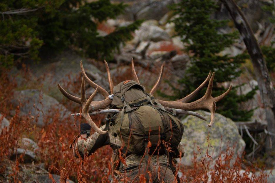 A hunter packs out an elk harvest. 