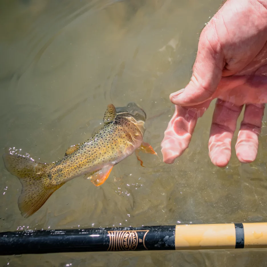 Trout being released by a person